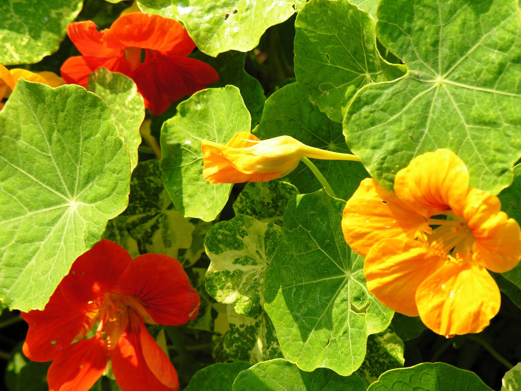 Nasturtium flowers and leaves growing in full sun.